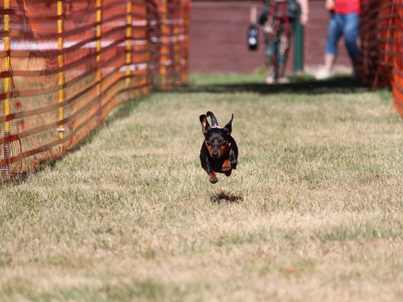 hunderennen 07 08 22l1