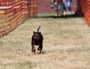 hunderennen 07 08 22l1