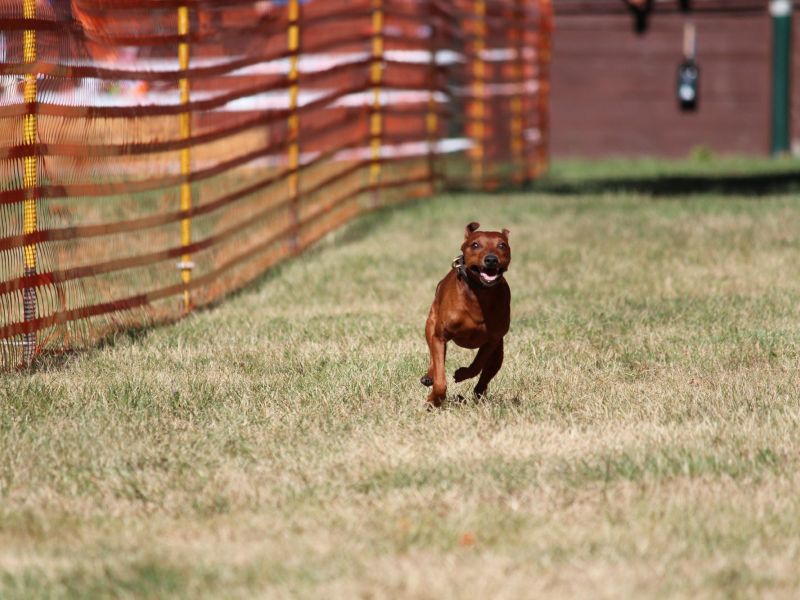 hunderennen 07 08 22l1