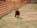 hunderennen 07 08 22l1