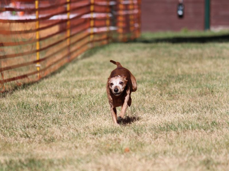 hunderennen 07 08 22l1