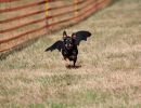 hunderennen 07 08 22l1