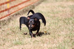 hunderennen 07 08 22l1