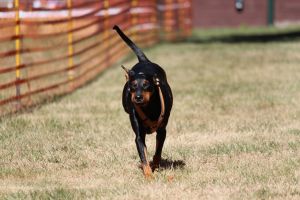 hunderennen 07 08 22l1