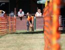 hunderennen 07 08 22l1