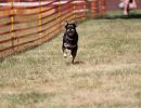hunderennen 07 08 22l1