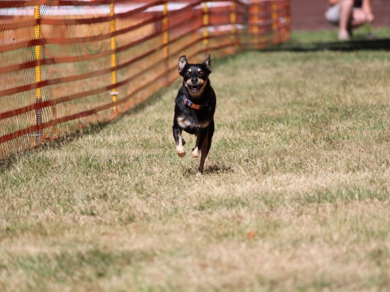 hunderennen 07 08 22l1