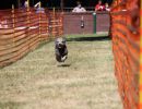 hunderennen 07 08 22l1