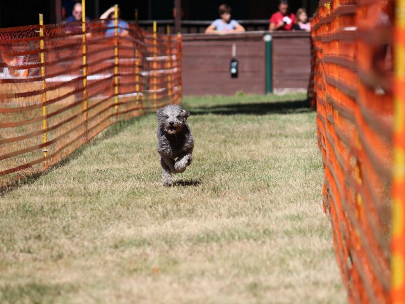 hunderennen 07 08 22l1