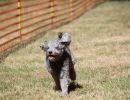 hunderennen 07 08 22l1
