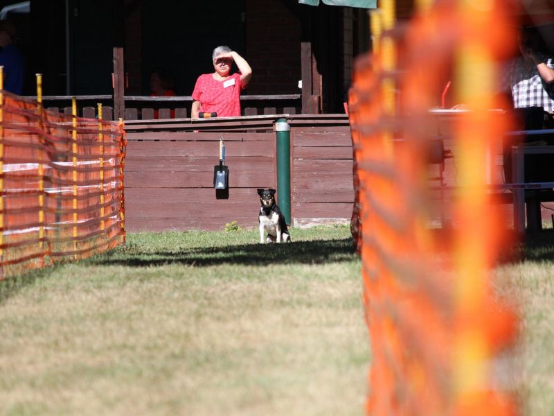 hunderennen 07 08 22l1