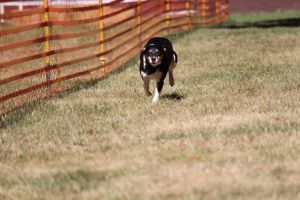 hunderennen 07 08 22l1