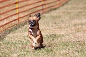 hunderennen 07 08 22l1