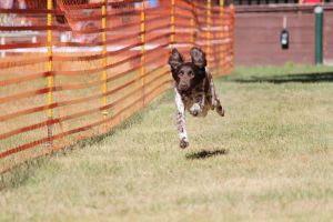 hunderennen 07 08 22l1