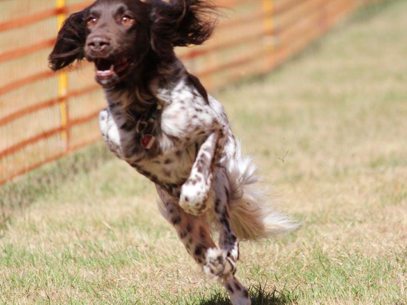hunderennen 07 08 22l1