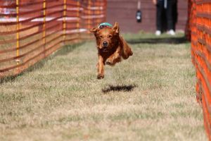 hunderennen 07 08 22l1