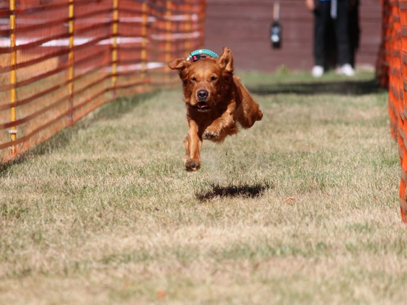 hunderennen 07 08 22l1