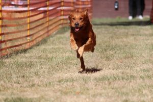 hunderennen 07 08 22l1