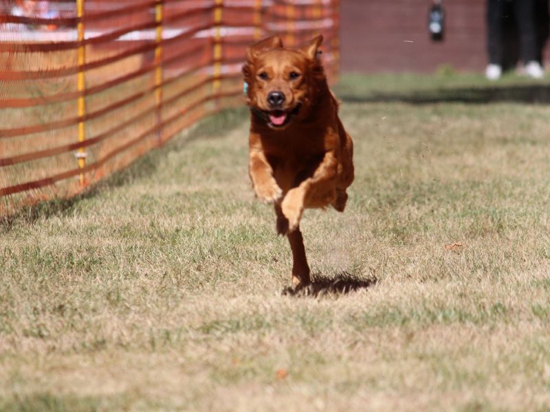 hunderennen 07 08 22l1