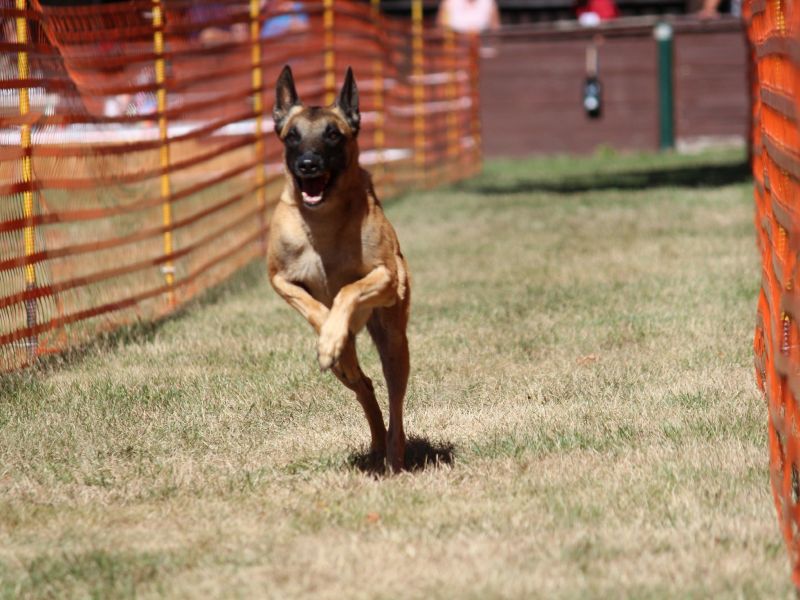 hunderennen 07 08 22l1