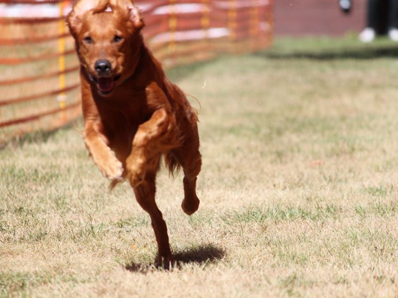 hunderennen 07 08 22l1