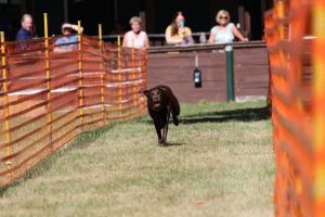 hunderennen 07 08 22l1