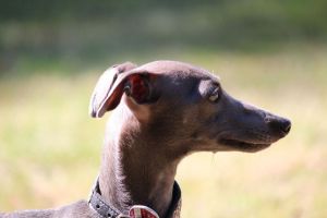 hunderennen 07 08 22l1