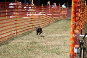 hunderennen 07 08 22l1