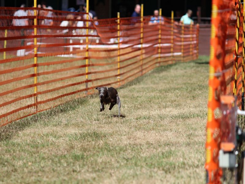 hunderennen 07 08 22l1