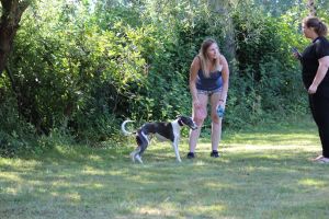 hunderennen 07 08 22l1