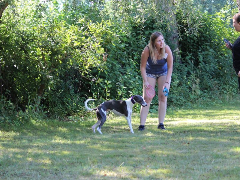 hunderennen 07 08 22l1
