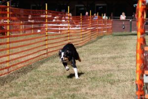 hunderennen 07 08 22l1