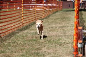 hunderennen 07 08 22l1