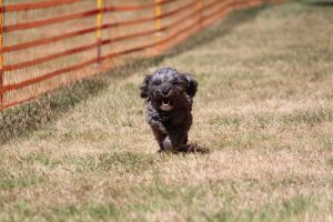 hunderennen 07 08 22l1