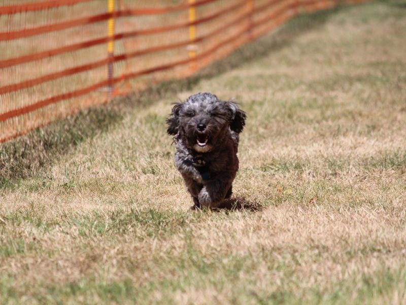 hunderennen 07 08 22l1