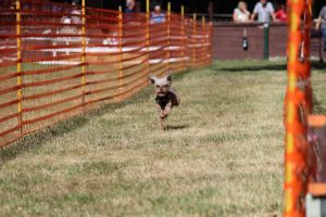 hunderennen 07 08 22l1