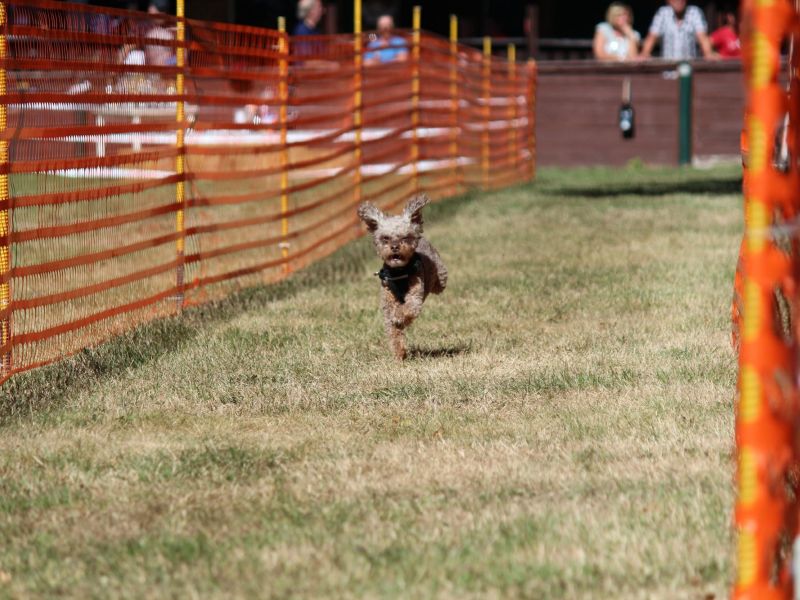 hunderennen 07 08 22l1