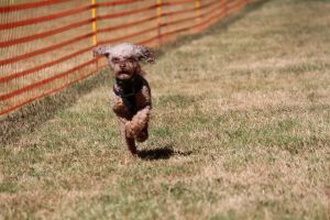 hunderennen 07 08 22l1