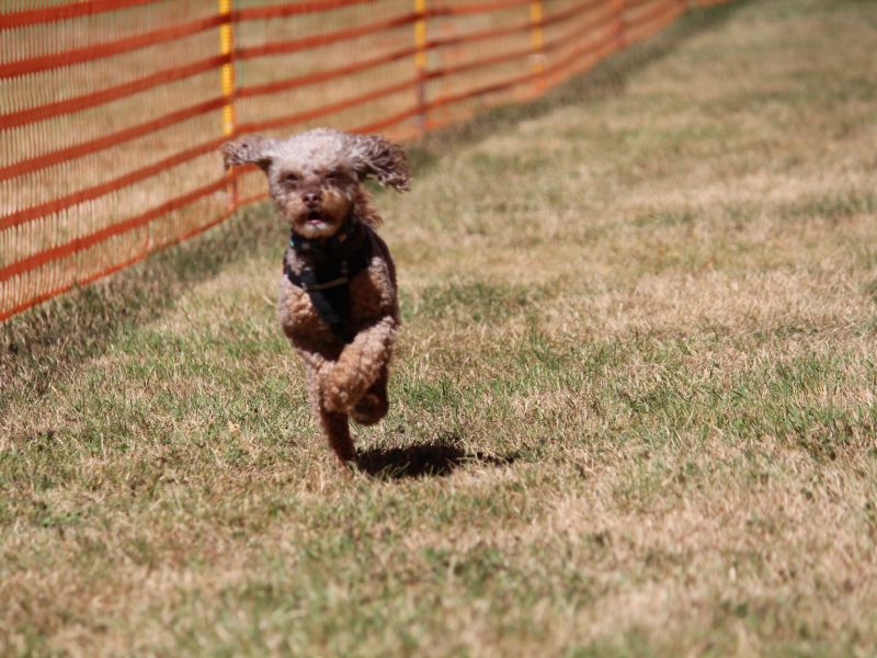 hunderennen 07 08 22l1
