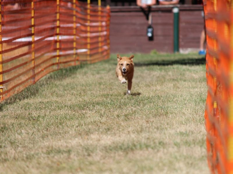 hunderennen 07 08 22l1
