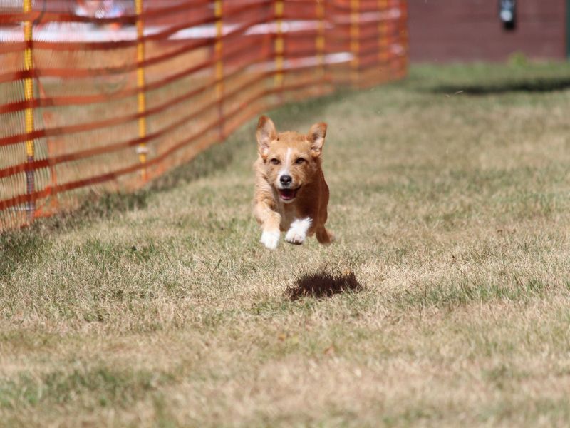 hunderennen 07 08 22l1