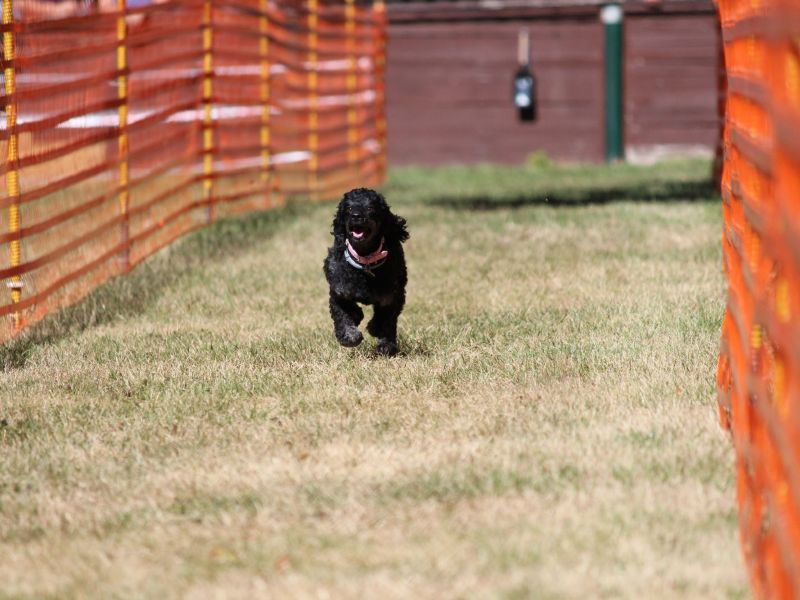 hunderennen 07 08 22l1