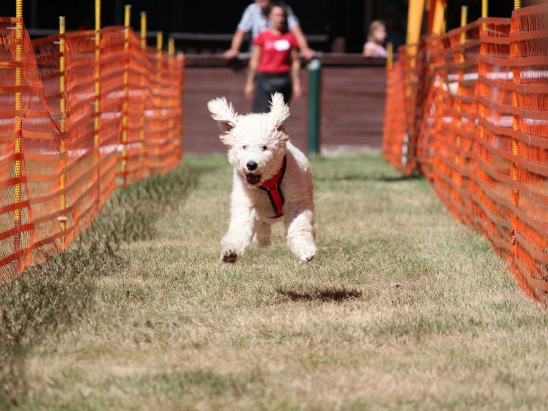 hunderennen 07 08 22l2