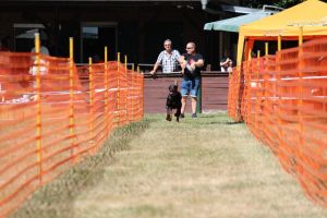 hunderennen 07 08 22l2