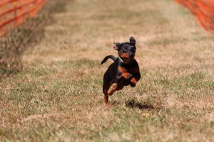 hunderennen 07 08 22l2