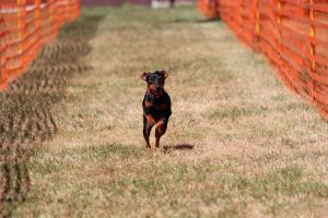 hunderennen 07 08 22l2