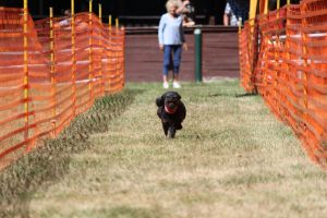 hunderennen 07 08 22l2