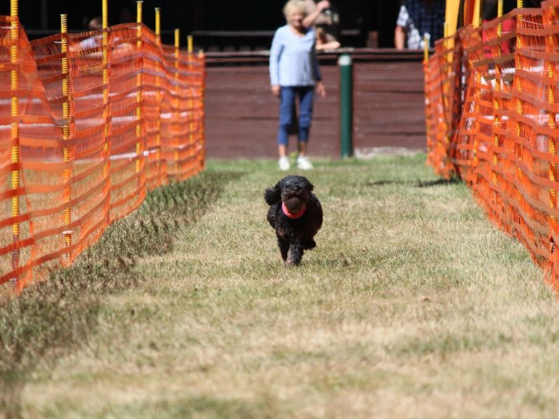 hunderennen 07 08 22l2