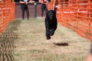 hunderennen 07 08 22l2