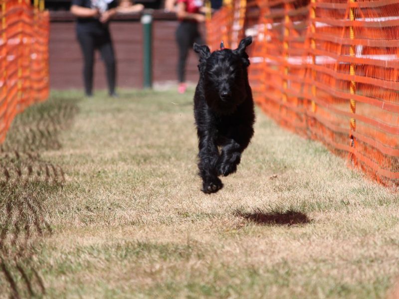 hunderennen 07 08 22l2